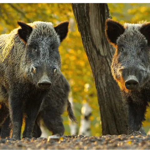 Protect your property from wild boars