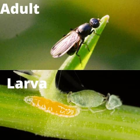 Aphid midge and larva