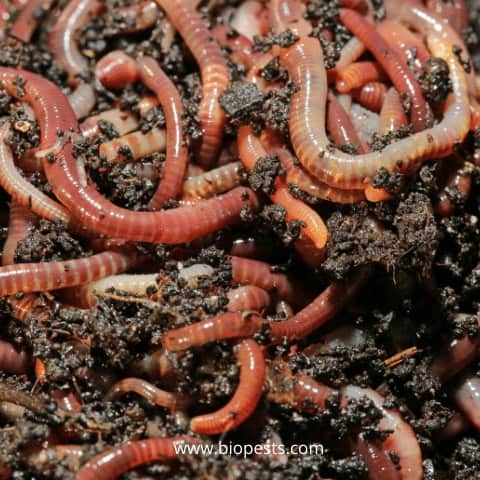 worm farming