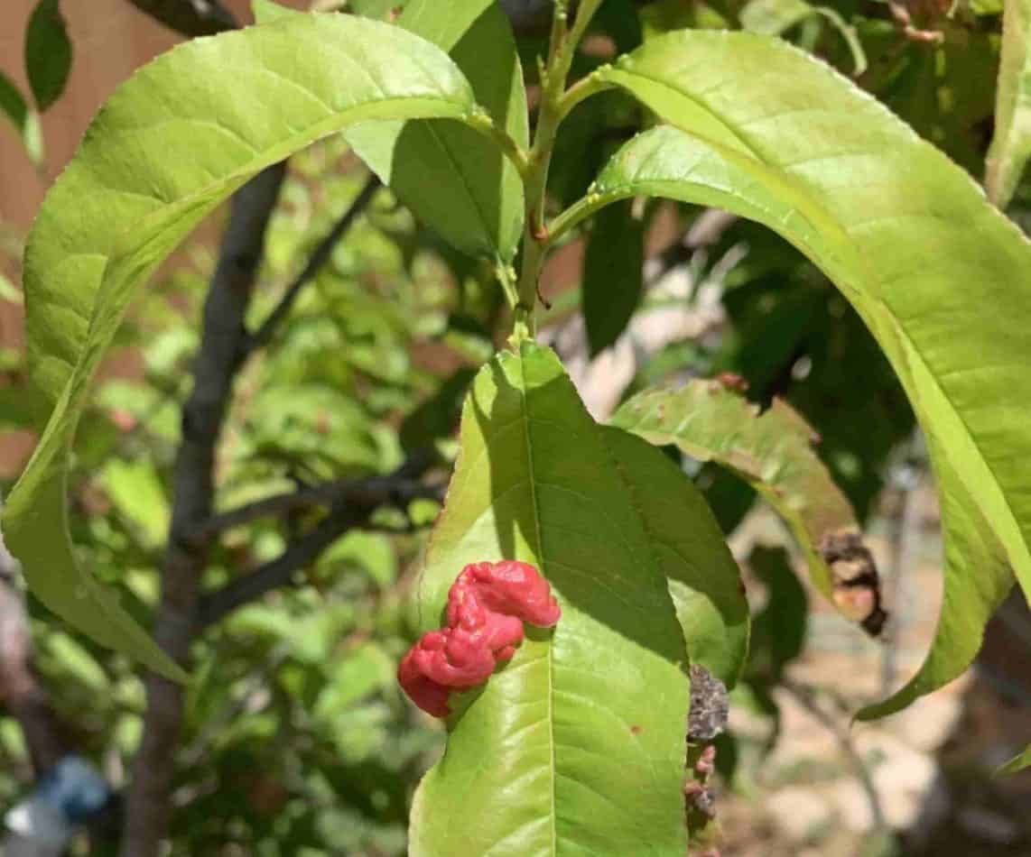 Peach tree with leaf curl