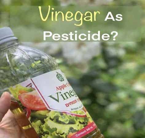 Vinegar as pesticide
