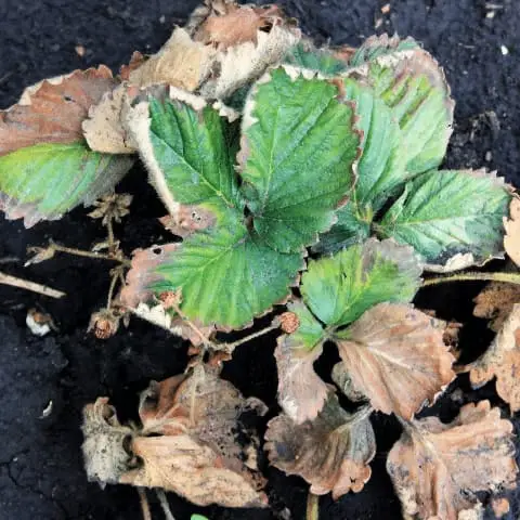 strawberry plant fusarium