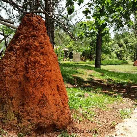 Termite in the garden