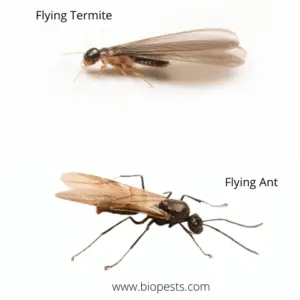 How To Get Rid Of Termites In Your Garden – Organically! – Bio Pests ...