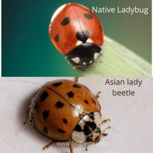 Are Ladybugs Poisonous? – Bio Pests Organic Pest Control