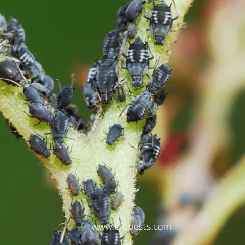 black aphids