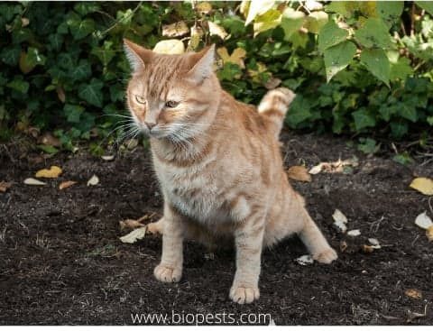 Cat Pooping in garden