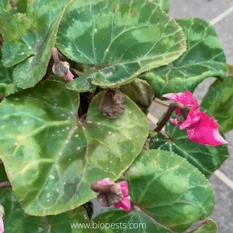 cyclamen with scale