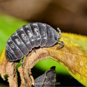 9 Effective Ways To Get Rid Of Pill Bugs In Potted Plants – Bio Pests ...