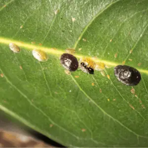 Nine ways to prevent scale on house plants – Bio Pests Organic Pest Control