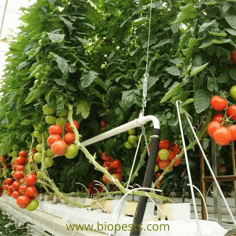 hydroponic tomato disease