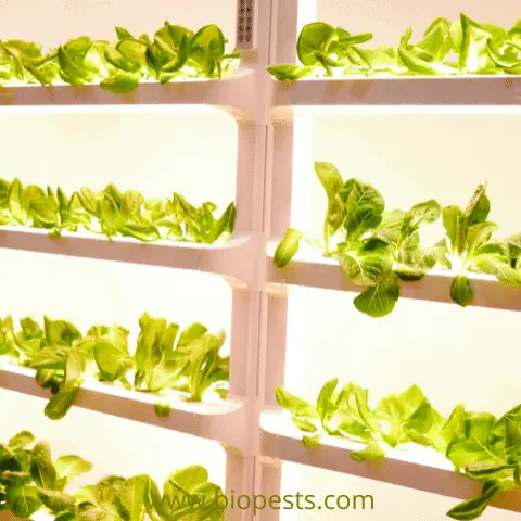 vertical hydroponics