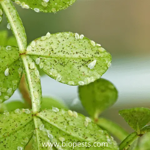 whitefly on leaves