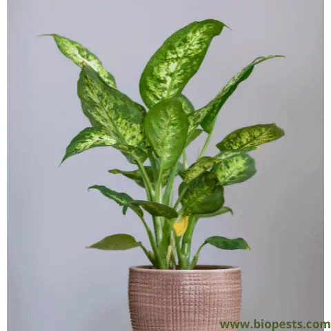 dieffenbachia dumb cane plant