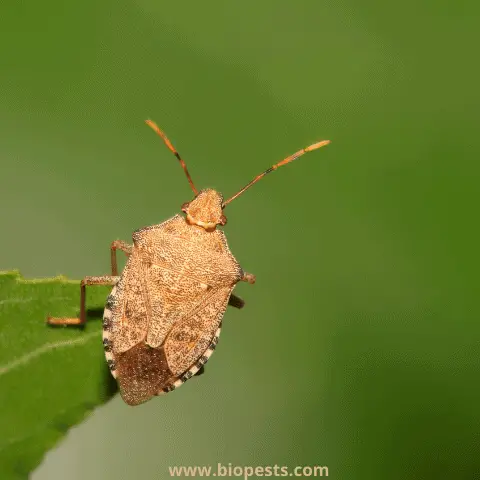 stink bug