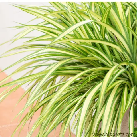 bushier spider plant