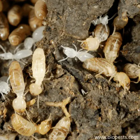 termites in garden