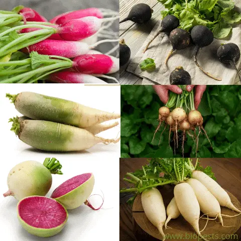 different types of radishes