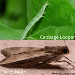 Cabbage Worm vs Cabbage Looper. What’s the Difference? Who should you ...