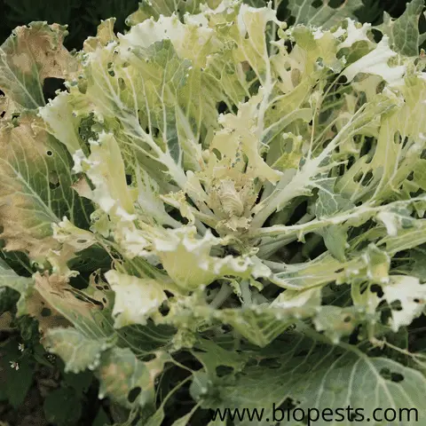 cabbage with pests