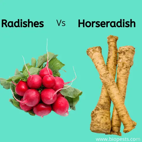 radishes vs Horseradish