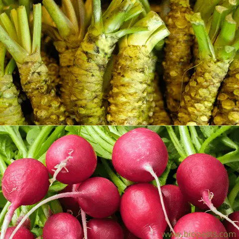 horseradish vs radishes