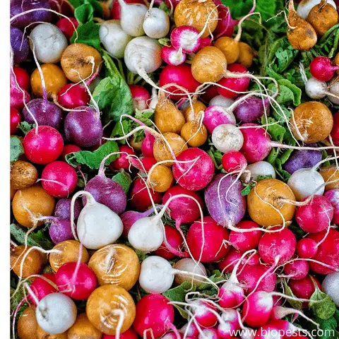 radishes taste like soil