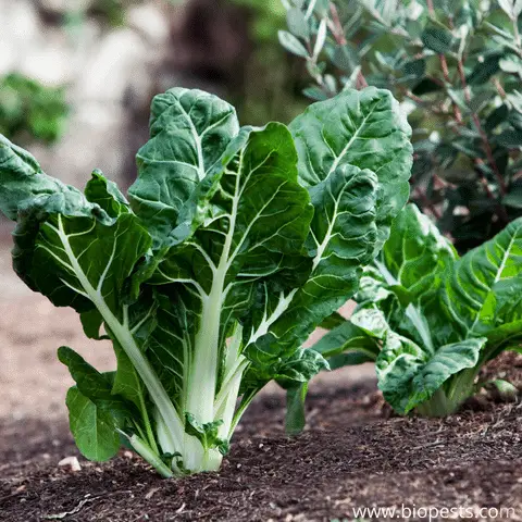 Birds Are Eating My Swiss Chard. What To Do In These Cases – Bio Pests