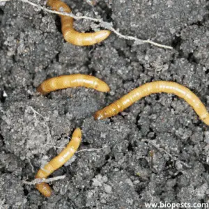 Why Radishes Get Worms? Tips On How To Solve This Problem – Bio Pests ...