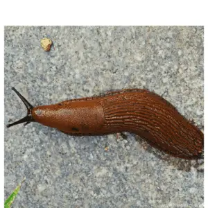 Slugs vs Grubs? What’s The Difference? – Bio Pests Organic Pest Control