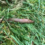 Slugs vs Grubs? What’s The Difference? – Bio Pests Organic Pest Control