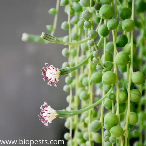 String of pearls flower