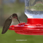 Find the Perfect Spot for Your Hummingbird Feeder – With Tips to Keep ...