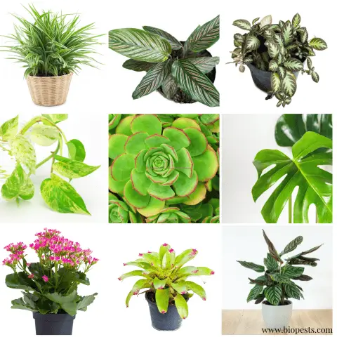 You Can Mix Houseplants In 1 Pot! Here Are 10 Ideas – Bio Pests Organic ...