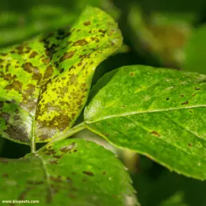 Benefits of Owning an Oxalis Plant And Its Most Common Diseases – Bio ...