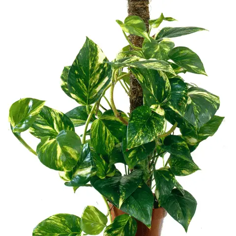 Pros & Cons for Growing Climbing Vines Indoors – Bio Pests Organic Pest ...